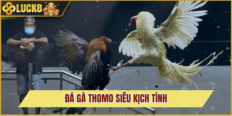 Đá Gà Thomo Và Cách Đặt Cược Cơ Bản Tại Trang Luck8 3 đá gà thomo kịch tính