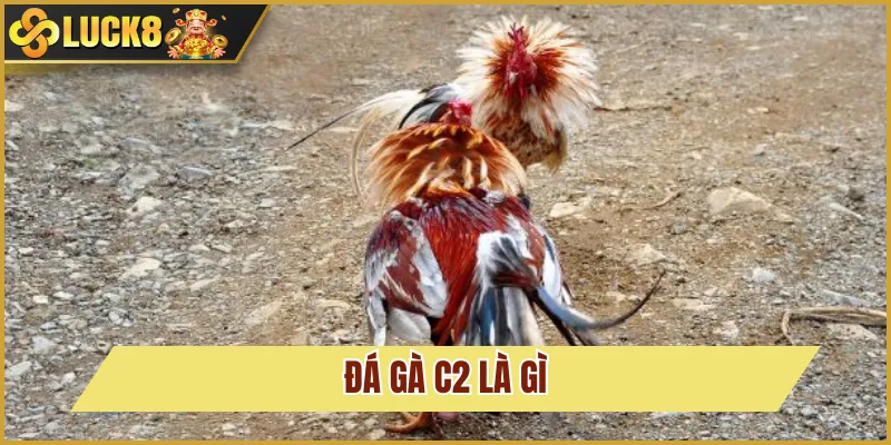 tổng quan đá gà C2